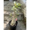Baobab chacal (adenium arabicum) de 5 ans - AR29