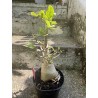 Baobab chacal (adenium arabicum) de 5 ans - AR29