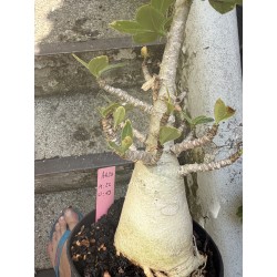 Baobab chacal (adenium arabicum) de 5 ans - AR29