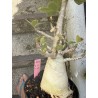 Baobab chacal (adenium arabicum) de 5 ans - AR29