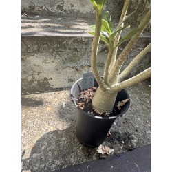 Baobab chacal (adenium arabicum) de 3 ans - AR66
