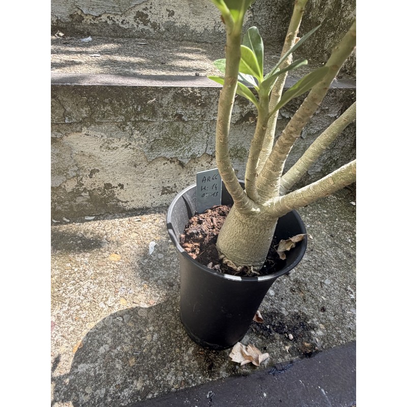 Baobab chacal (adenium arabicum) de 3 ans - AR66
