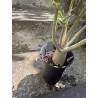 Baobab chacal (adenium arabicum) de 3 ans - AR66
