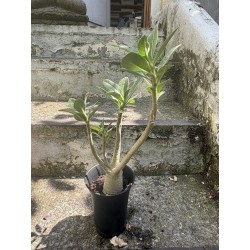 Baobab chacal (adenium arabicum) de 3 ans - AR66
