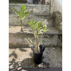Baobab chacal (adenium arabicum) de 3 ans - AR66