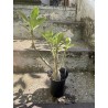 Baobab chacal (adenium arabicum) de 3 ans - AR66