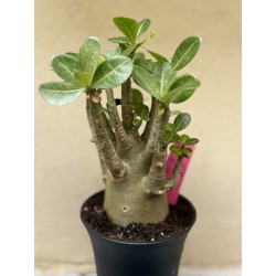 Baobab chacal (adenium arabicum) de 3 ans - B1
