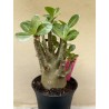 Baobab chacal (adenium arabicum) de 3 ans - B1