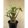 Baobab chacal (adenium arabicum) de 3 ans - B1
