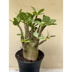 Baobab chacal (adenium arabicum) de 3 ans - B1