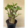Baobab chacal (adenium arabicum) de 3 ans - B1