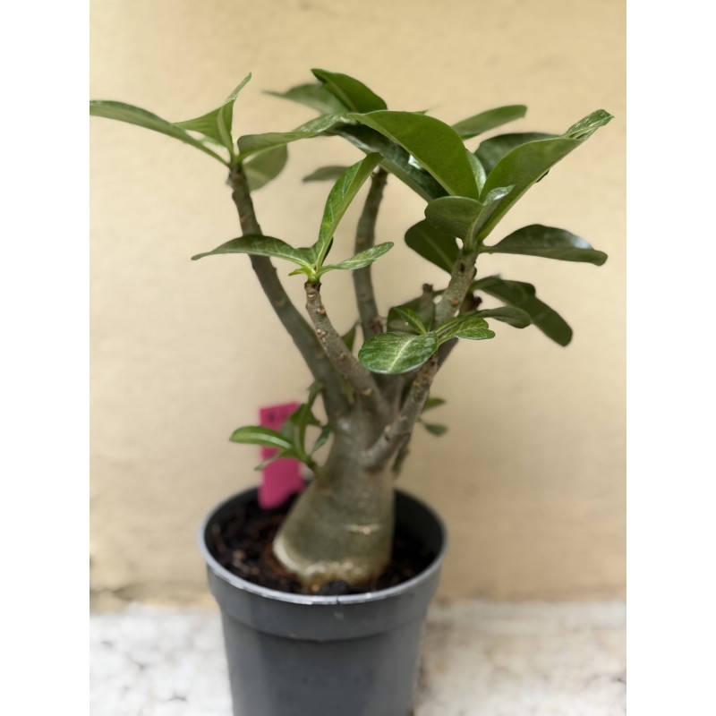Baobab chacal (adenium obesum ) de 3 ans - B2