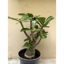 Baobab chacal (adenium obesum ) de 3 ans - B2