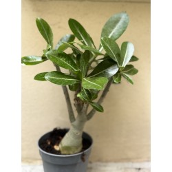 Baobab chacal (adenium obesum ) de 3 ans - B3