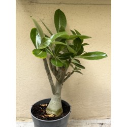 Baobab chacal (adenium obesum ) de 3 ans - B3