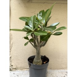 Baobab chacal (adenium obesum ) de 3 ans - B3