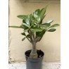 Baobab chacal (adenium obesum ) de 3 ans - B3