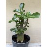 Baobab chacal (adenium obesum ) de 3 ans - B4