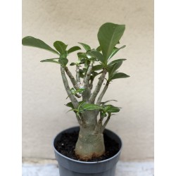 Baobab chacal (adenium obesum ) de 3 ans - B4