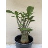 Baobab chacal (adenium obesum ) de 3 ans - B4
