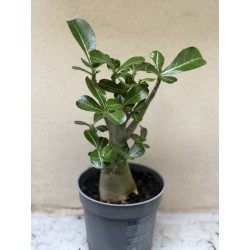 Baobab chacal (adenium obesum ) de 3 ans - B4