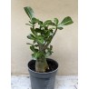Baobab chacal (adenium obesum ) de 3 ans - B4