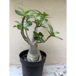 Baobab chacal (adenium arabicum) de 3 ans - B5