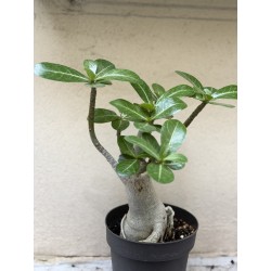 Baobab chacal (adenium arabicum) de 3 ans - B5