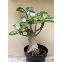 Baobab chacal (adenium arabicum) de 3 ans - B5