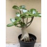 Baobab chacal (adenium arabicum) de 3 ans - B5