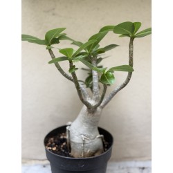 Baobab chacal (adenium arabicum) de 3 ans - B5
