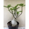 Baobab chacal (adenium arabicum) de 3 ans - B5