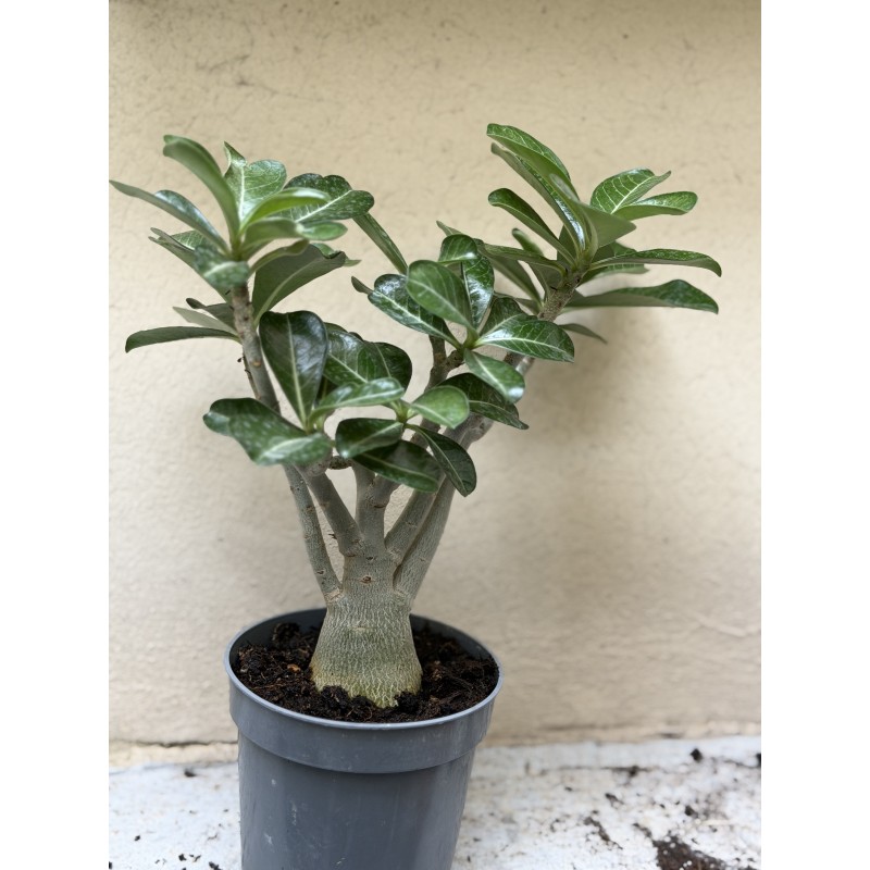 Baobab chacal (adenium obesum) de 3 ans - B6
