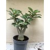 Baobab chacal (adenium obesum) de 3 ans - B6