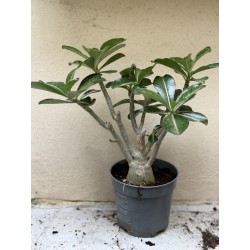 Baobab chacal (adenium obesum) de 3 ans - B6