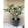 Baobab chacal (adenium obesum) de 3 ans - B6