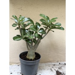 Baobab chacal (adenium obesum) de 3 ans - B6