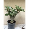 Baobab chacal (adenium obesum) de 3 ans - B6
