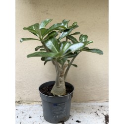 Baobab chacal (adenium obesum) de 3 ans - B6
