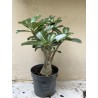 Baobab chacal (adenium obesum) de 3 ans - B6