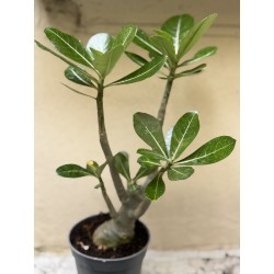 Baobab chacal (adenium obesum) de 3 ans - B7
