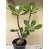 Baobab chacal (adenium obesum) de 3 ans - B7