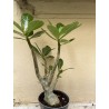 Baobab chacal (adenium obesum) de 3 ans - B7