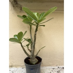 Baobab chacal (adenium obesum) de 3 ans - B7