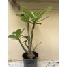 Baobab chacal (adenium obesum) de 3 ans - B7