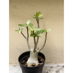Baobab chacal (adenium arabicum) de 3 ans - B8