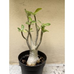 Baobab chacal (adenium arabicum) de 3 ans - B8