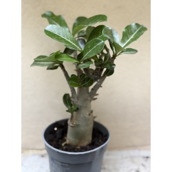 Baobab chacal (adenium obesum) de 3 ans - B9