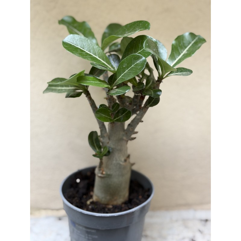 Baobab chacal (adenium obesum) de 3 ans - B9