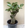 Baobab chacal (adenium obesum) de 3 ans - B9